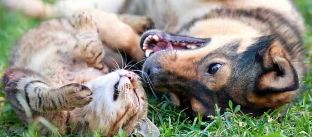 Um cachorro e um garo deitado juntos